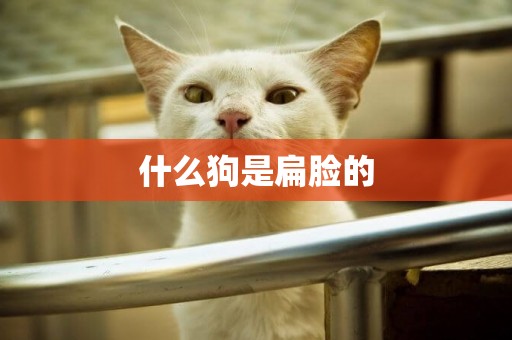什么狗是扁臉的