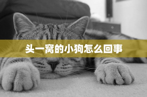 頭一窩的小狗怎么回事