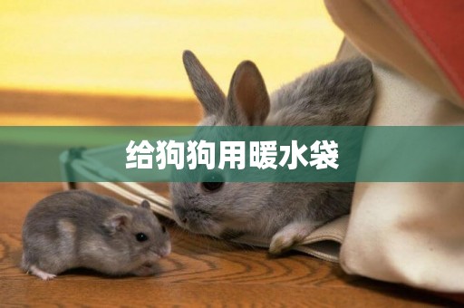 給狗狗用暖水袋