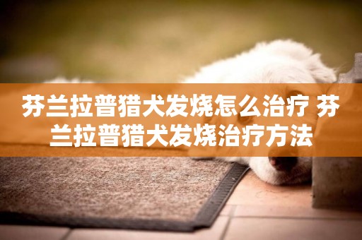 芬蘭拉普獵犬發燒怎么治療 芬蘭拉普獵犬發燒治療方法