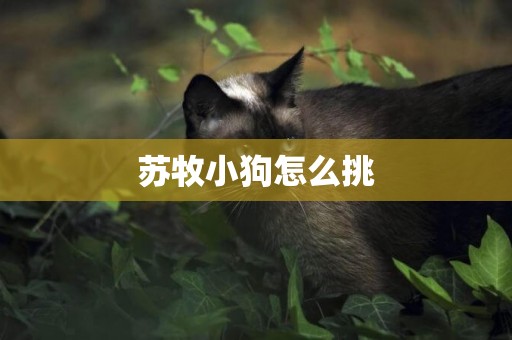 蘇牧小狗怎么挑