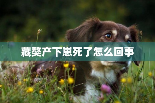 藏獒產下崽死了怎么回事