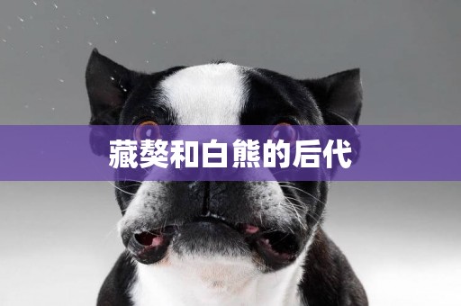 藏獒和白熊的后代
