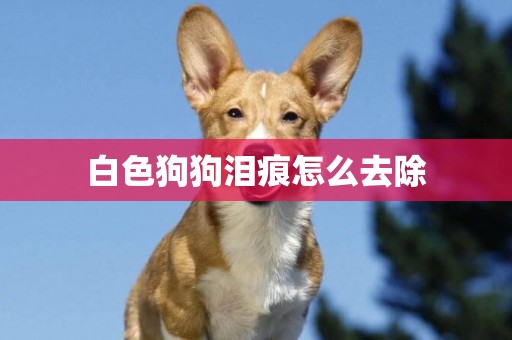 白色狗狗淚痕怎么去除
