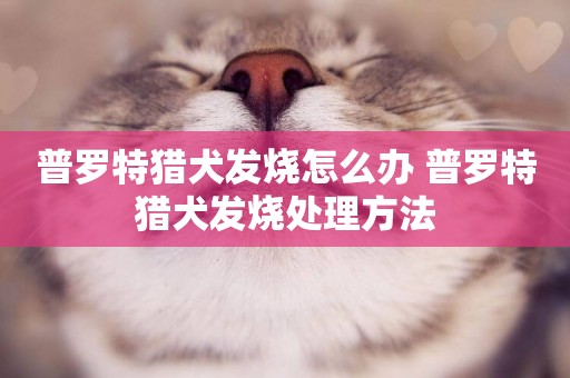 普羅特獵犬發燒怎么辦 普羅特獵犬發燒處理方法