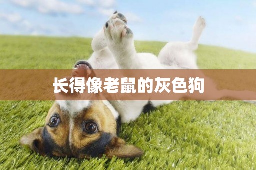長得像老鼠的灰色狗