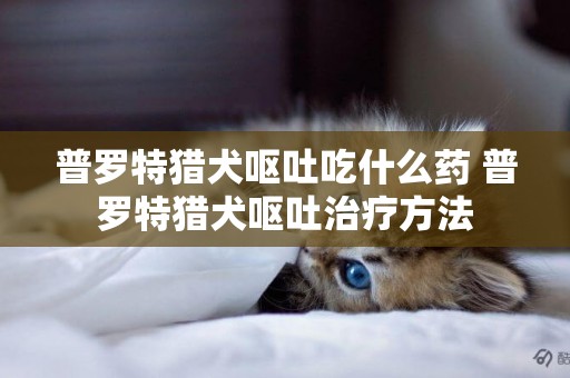 普羅特獵犬嘔吐吃什么藥 普羅特獵犬嘔吐治療方法