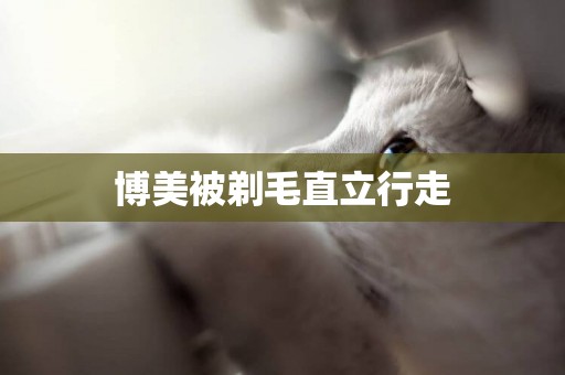 博美被剃毛直立行走