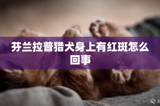 芬蘭拉普獵犬身上有紅斑怎么回事