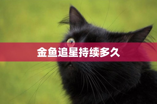 金魚追星持續多久