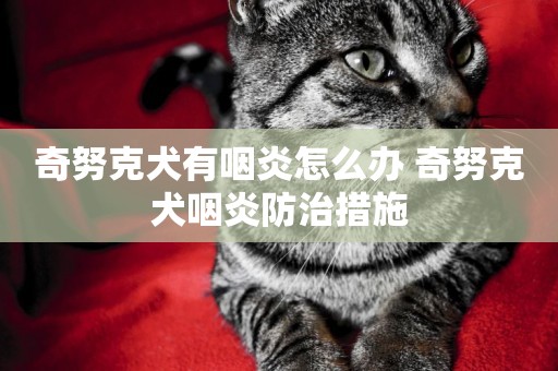 奇努克犬有咽炎怎么辦 奇努克犬咽炎防治措施