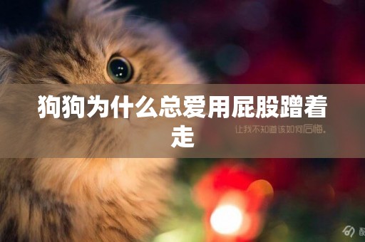 狗狗為什么總愛用屁股蹭著走