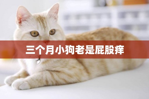 三個月小狗老是屁股癢