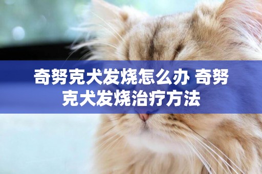 奇努克犬發燒怎么辦 奇努克犬發燒治療方法