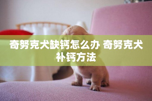 奇努克犬缺鈣怎么辦 奇努克犬補鈣方法