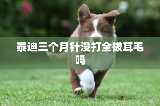 泰迪三個月針沒打全拔耳毛嗎