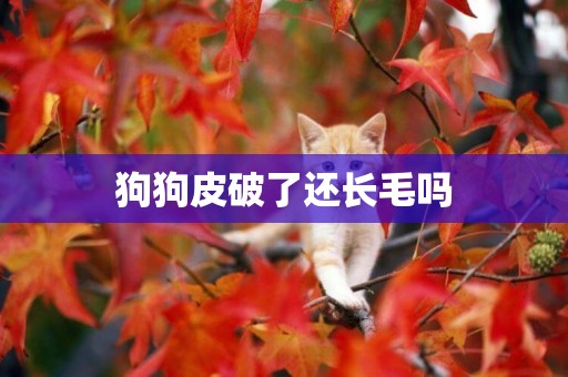 狗狗皮破了還長毛嗎