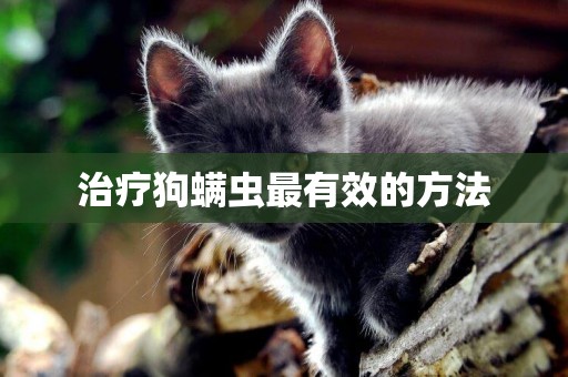 治療狗螨蟲最有效的方法