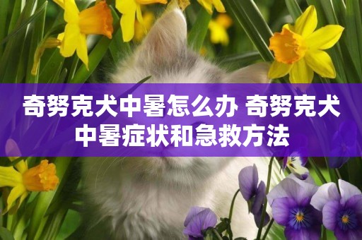奇努克犬中暑怎么辦 奇努克犬中暑癥狀和急救方法