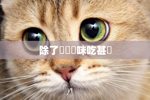 除了貓糧貓咪吃甚麼