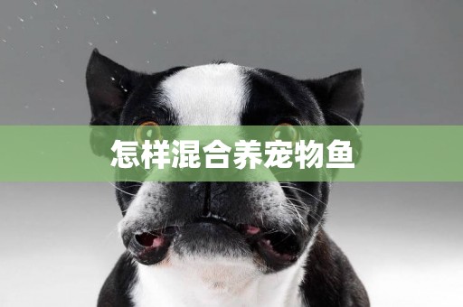怎樣混合養寵物魚