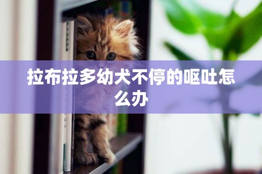 拉布拉多幼犬不停的嘔吐怎么辦