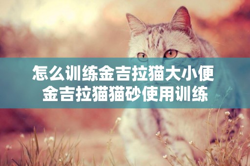 怎么訓練金吉拉貓大小便 金吉拉貓貓砂使用訓練