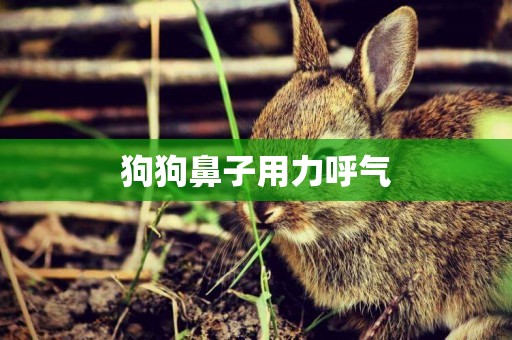 狗狗鼻子用力呼氣