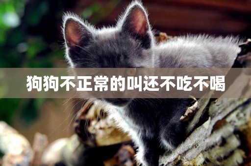 狗狗不正常的叫還不吃不喝