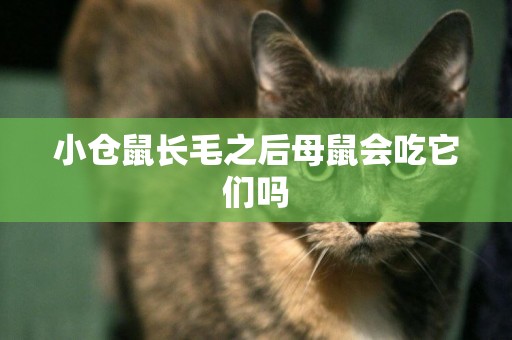 小倉鼠長毛之后母鼠會吃它們嗎