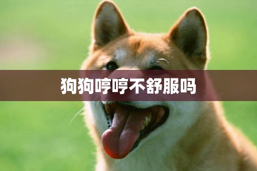 狗狗哼哼不舒服嗎