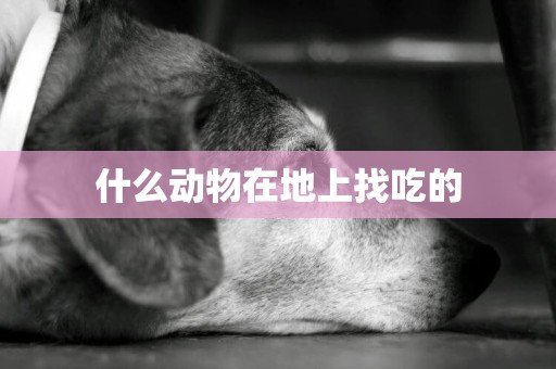 什么動物在地上找吃的