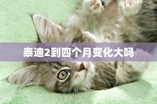 泰迪2到四個月變化大嗎
