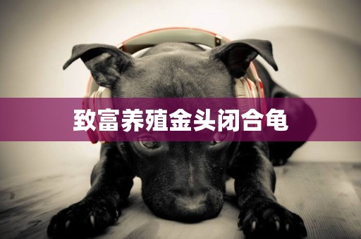 致富養殖金頭閉合龜