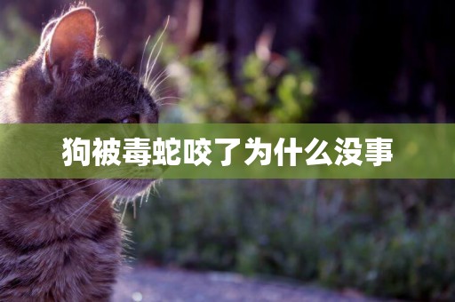 狗被毒蛇咬了為什么沒事