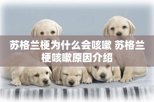 蘇格蘭梗為什么會咳嗽 蘇格蘭梗咳嗽原因介紹