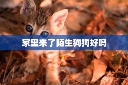 家里來了陌生狗狗好嗎
