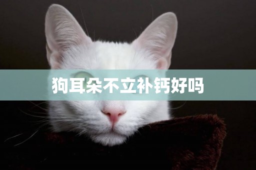 狗耳朵不立補鈣好嗎