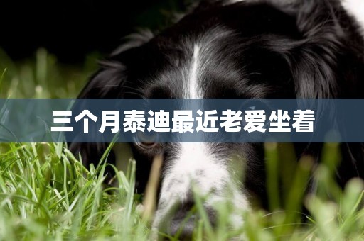 三個月泰迪最近老愛坐著