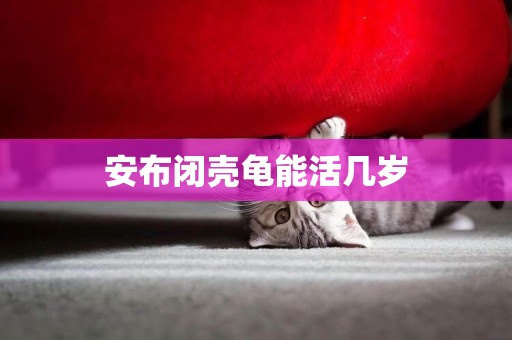 安布閉殼龜能活幾歲