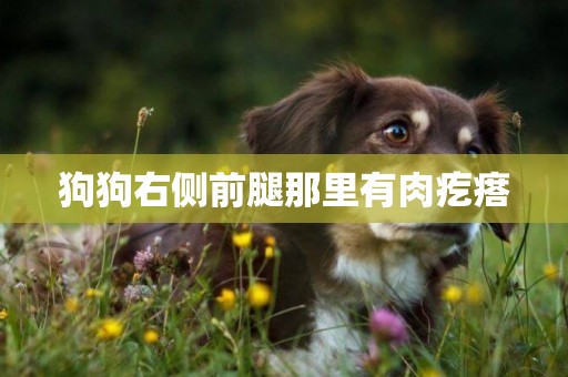 狗狗右側前腿那里有肉疙瘩
