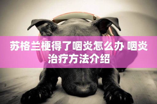 蘇格蘭梗得了咽炎怎么辦 咽炎治療方法介紹