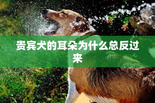 貴賓犬的耳朵為什么總反過來