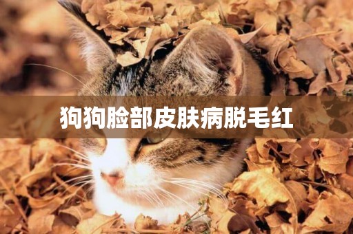 狗狗臉部皮膚病脫毛紅
