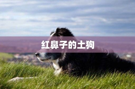 紅鼻子的土狗