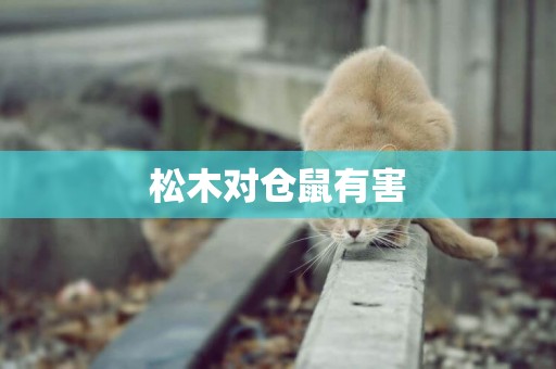 松木對倉鼠有害