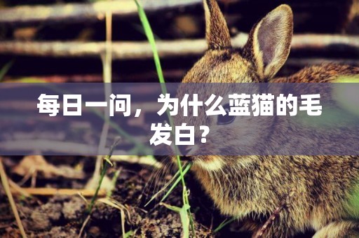 每日一問，為什么藍貓的毛發白？