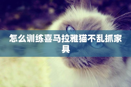 怎么訓練喜馬拉雅貓不亂抓家具