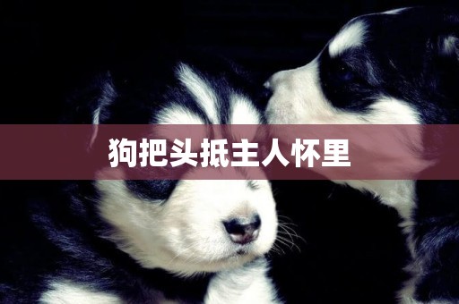 狗把頭抵主人懷里