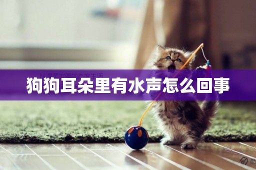 狗狗耳朵里有水聲怎么回事
